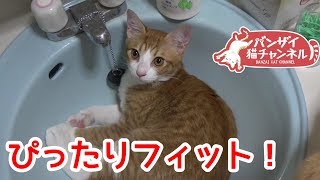 洗面台にピッタリフィットしちゃった子猫がかわいい。手を洗わせてくれません。