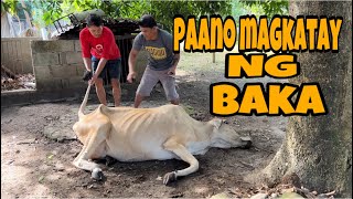 Paraan ng pagkatay ng Baka || Buhay probinsya