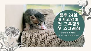 생후 24일, 아기고양이 그루밍\u0026스크래칭 처음한 날(24th, the first day of grooming and scratching a kitten)