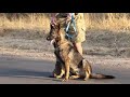 Anti Poaching unit Pittrack with our K9's in Greater Kruger national park.