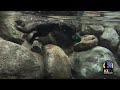 Asian small-clawed otters play in the pool