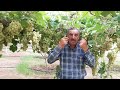 التقليم الصيفي ما بعد قطف الثمار. how to prune grapes summer