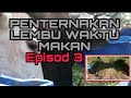 PENTERNAK LEMBU DI MALAYSIA | WAKTU MAKAN PETANG : [ Episod 3 ]