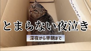 【猫】元野良猫の夜泣きが激しい🐱解決策はあるのか…😭