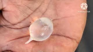 Squid hatching from the egg.                 முட்டையில் இருந்து கணவாய் மீன் வெளிவரும் காட்சி