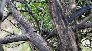 Coachwhip snake attacks The Desert Whisperer