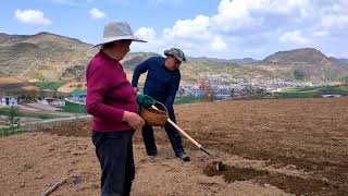 甘肃农民真实生活，谷雨过后种豆子，农村生活喜欢吗？