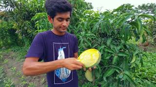 ফোর কেজি আম। ছাদ বাগানেও হচ্ছে এই বিশালাকৃতির আম।