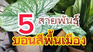 5 สายพันธุ์บอนสี ปลูกง่าย ดูแลไม่ยาก เป็นมงคลแก่ผู้ปลูก #ไม้มงคลเสริมโชคลาภ