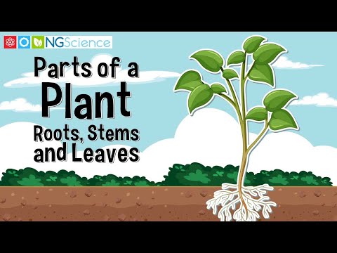 What 2 things does the stem carry up to the top of the plant from the roots?