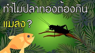 แนะนำโปรตีนจากแมลงดียังไง? ต้องลอง Deep Insect Inside อาหารปลาทองเกรดพรีเมี่ยมผสมโปรตีนจากจิ้งหรีด