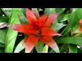 anthurium and bromeliads easy indoor plants beginners to super expensive collectors items