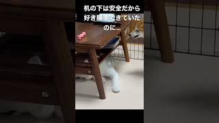 油断してたら全方向からブチギレられるシベリアンハスキーの子犬 #shorts