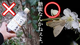 糖蜜トラップなしで蛾を捕まえる方法…！？