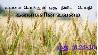 உவமை சொல்லும் இறைசெய்தி - களைகளின் உவமை |மத். 13:24-30|