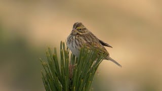 Savannah Sparrow and its Song.