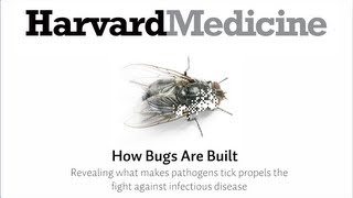 A Look Inside: How Bugs Are Built
