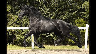 Stal Okkema's Daan - Uldrik x Fabe - gelding - 2017 -1.70m