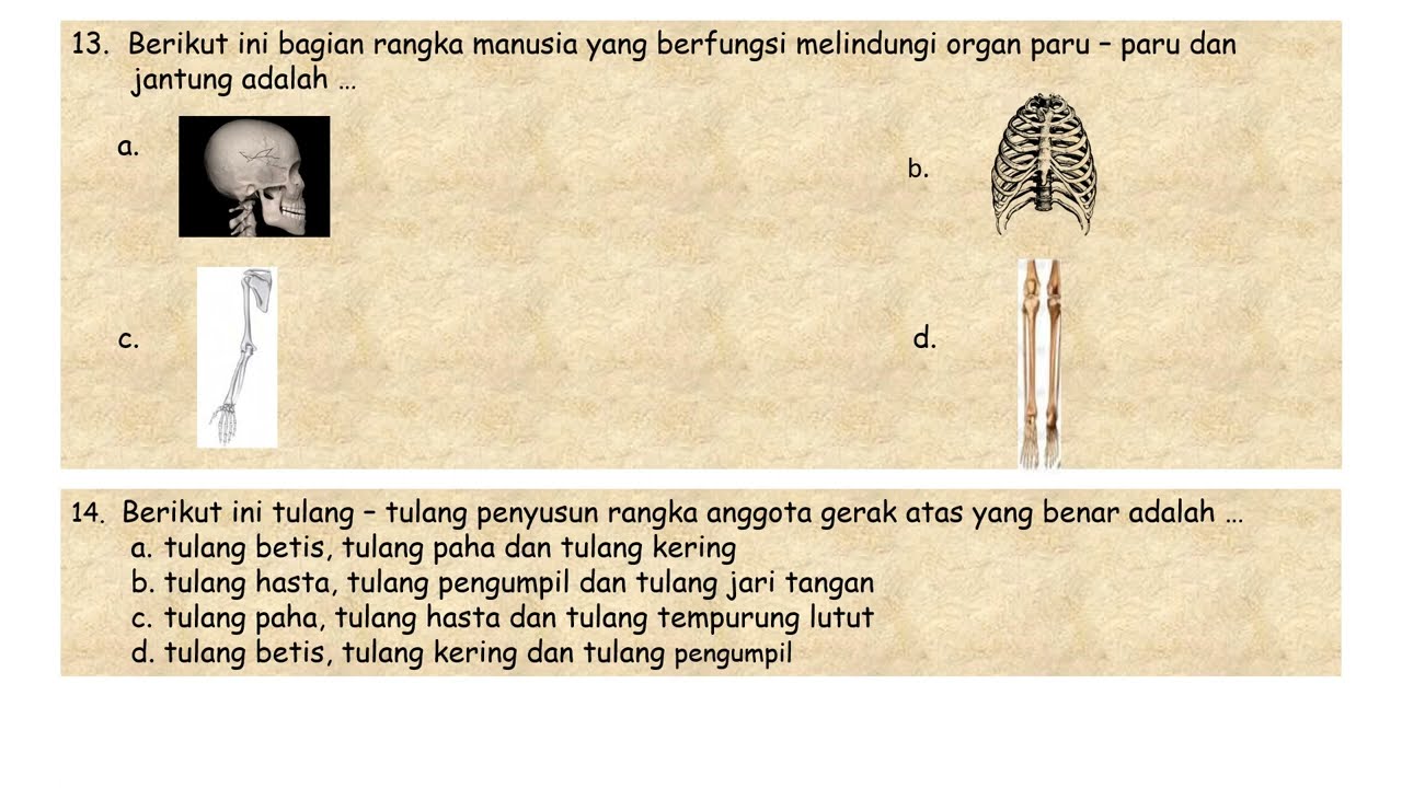 Latihan Soal IPA Alat Gerak Hewan Dan Manusia IPA Kelas 5 SD - YouTube