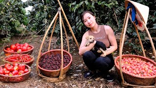 Harvest Red Fruits: Tomatoes, Persimmons, Artichokes, Horn Chilies To Sell At The Market.