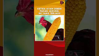 Ketika Ayam Diberi Pakan Jagung, Ini yang Terjadi!