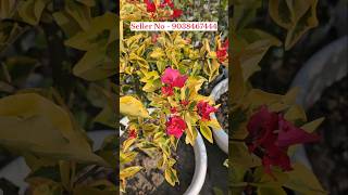 Bougainvillea plant nursery kolkata wholesale market muchisha #garden #nursery #kolkata