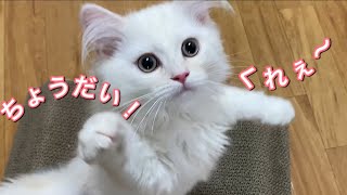 初めてまたたびを経験した子猫！あきらかに異変が……