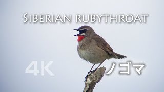 野鳥撮影・ サロベツ湿原・ノゴマのさえずり