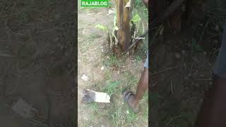 #shorts | வாழை பக்க கன்று எடுப்பது எப்படி | banana  | tree | rajablog |