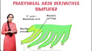 Derivatives of Pharyngeal arches