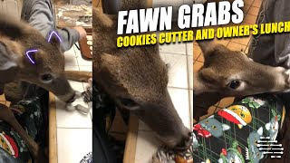 Rescue Fawn Tried To Grab Cookies Cutter and a Lady’s Lunch off Table
