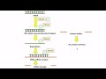 sirna mechanism gene silencing rna interference by sirna