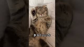 【招き猫】まんぼう招き猫ご利益あるかなあるといいな＃Short