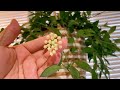 【観葉植物をハンギングする方法】簡単！オシャレに植物を吊るす方法🪴