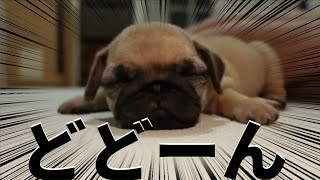 パグ Pug】可愛さに発狂するうるさい人たちwwwwwwwwwww