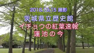 2018.10.15撮影 茨城県立歴史館のイチョウ紅葉速報，蓮池の今 4K