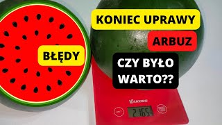 UPRAWA ARBUZÓW Błędy w uprawie arbuzów Jak mieć duże plony w kolejnym sezonie Arbuzy w gruncie