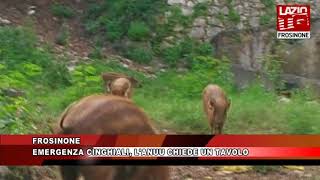 FROSINONE EMERGENZA CINGHIALI L'ANUU CHIEDE UN TAVOLO ISTITUZIONALE