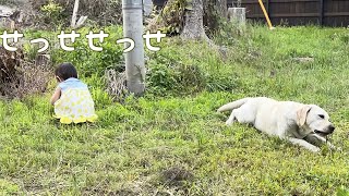 せっせせっせと草をむしって食べさせるのであった【長女ゴン🐕次女サン🐕三女ユウ👶】