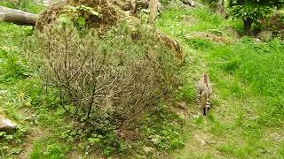 ヨーロッパヤマネコのペア　European Wildcat　2018 0505