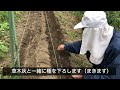 【自然農】失敗しない人参の植え方