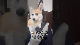 【生後9ヶ月24日】飼い主が思った通りの遊びをしないのでキレたイッヌ【コーギー犬のはる】#shorts #dog #コーギー