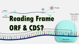 What is Reading Frame, Open Reading Frame and Coding sequence? Difference between RF, ORF and CDS.