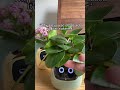 shorts plantsrobot love plants