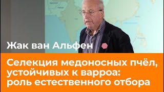 Селекция медоносных пчел, устойчивых к варроа: роль естественного отбора. Жак ван Альфен.