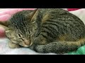 【小梅】ひたすらネンネの小梅ちゃん　today s cat　2020 05 01