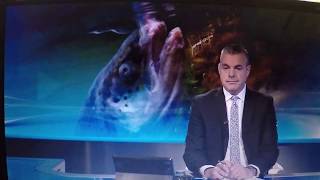 STV News on Scottish Salmon's Welfare Nightmare