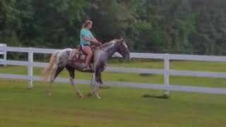 Young gentle walkaloosa mare