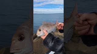 37cm Pinkie Snapper, Caught Land-Based Off Breakwater.