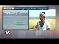 singur project water farmers express rejoice with high crop yield sangareddy v6 news